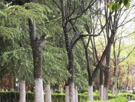 詩友唱和： 柳 絮