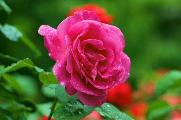 詩(shī)友唱和   《喜迎春雨》2025（第十輯）