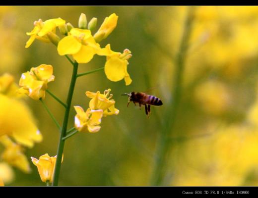 春暖花開（原圖無修）
