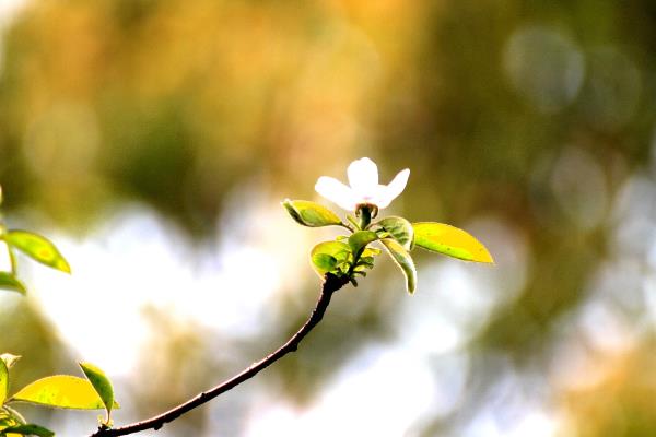 謝橋礦花草采景