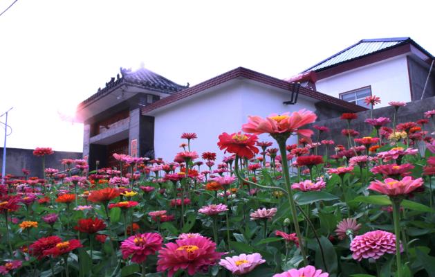 新農村