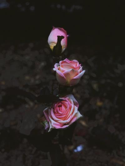 手機攝影——花