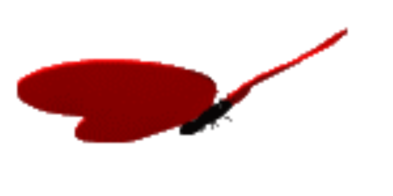 【藏頭七律（新）】詠櫻花·