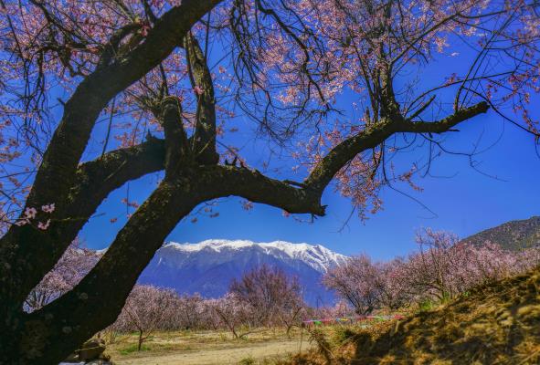 雪域桃花開