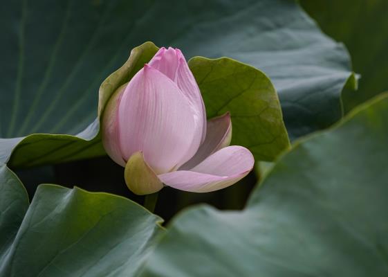 初發芙蓉