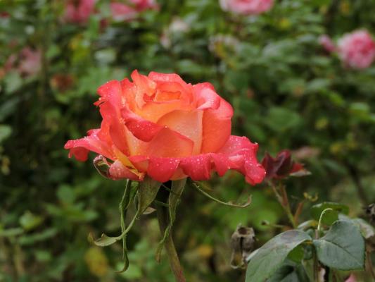 濕地賞月季花