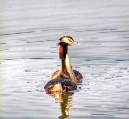中央公園.鳥之戀