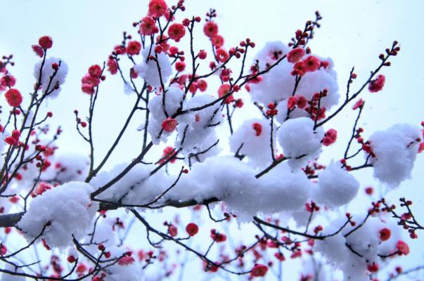 紅梅含羞戀白雪