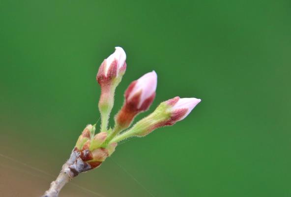春暖花開