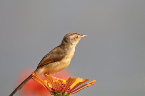 山鷦鶯登花枝