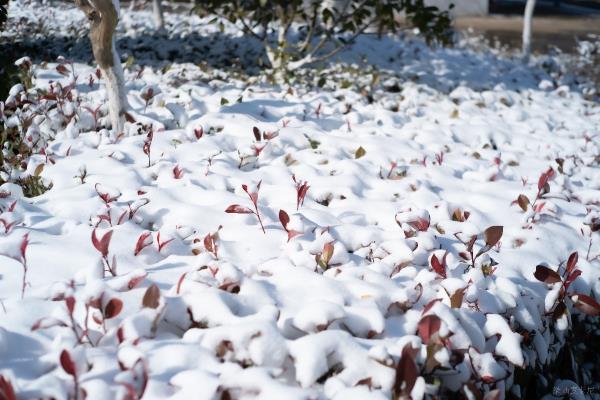 八公山初雪隨拍