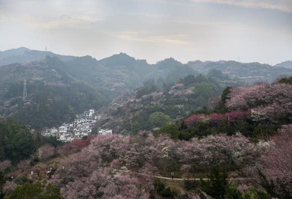 賣花漁村風光好