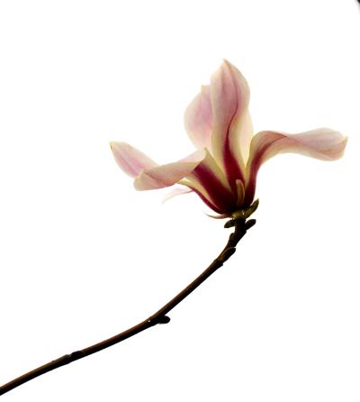 玉蘭花