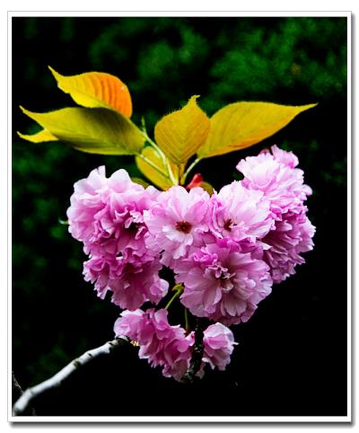 櫻花