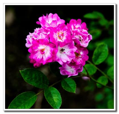 薔薇花