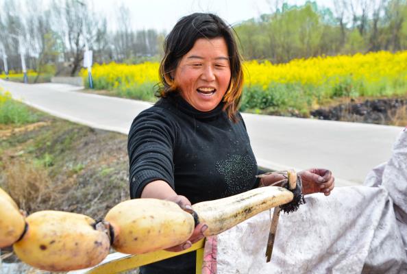 上窯農家釆藕