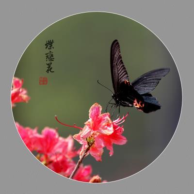 蝶戀花