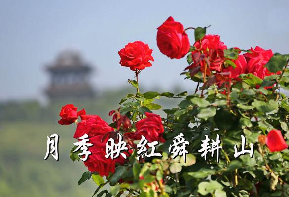 月季映紅舜耕山