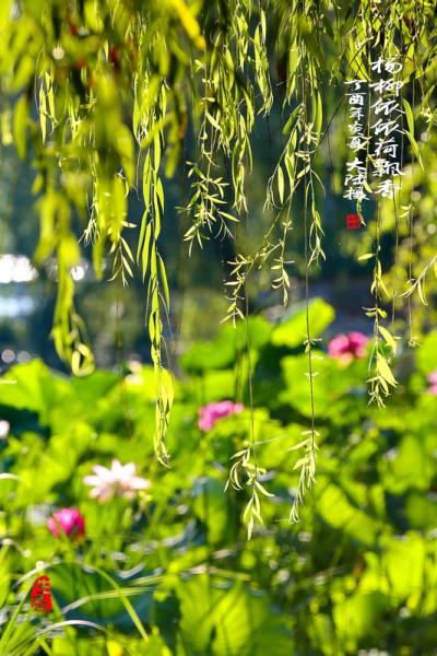 絕勝煙柳籠荷香