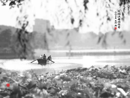 龍湖泛舟聞荷香