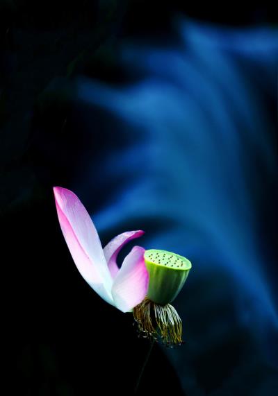 殘缺的美——荷