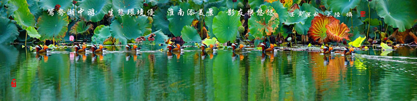 鴛鴦湖中游  生態環境優