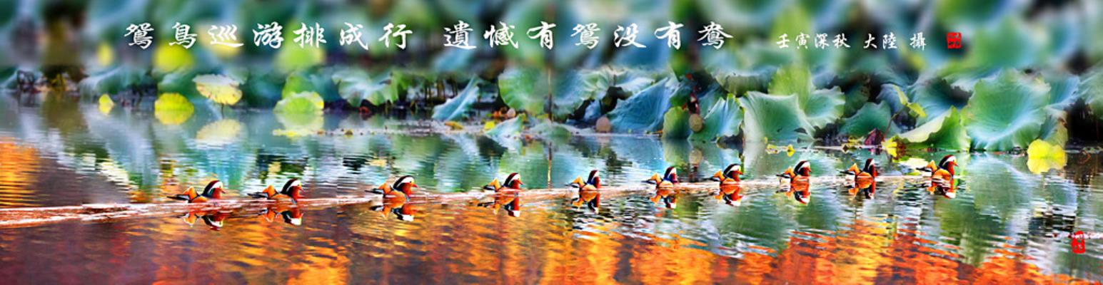 鴛鳥巡游排成行