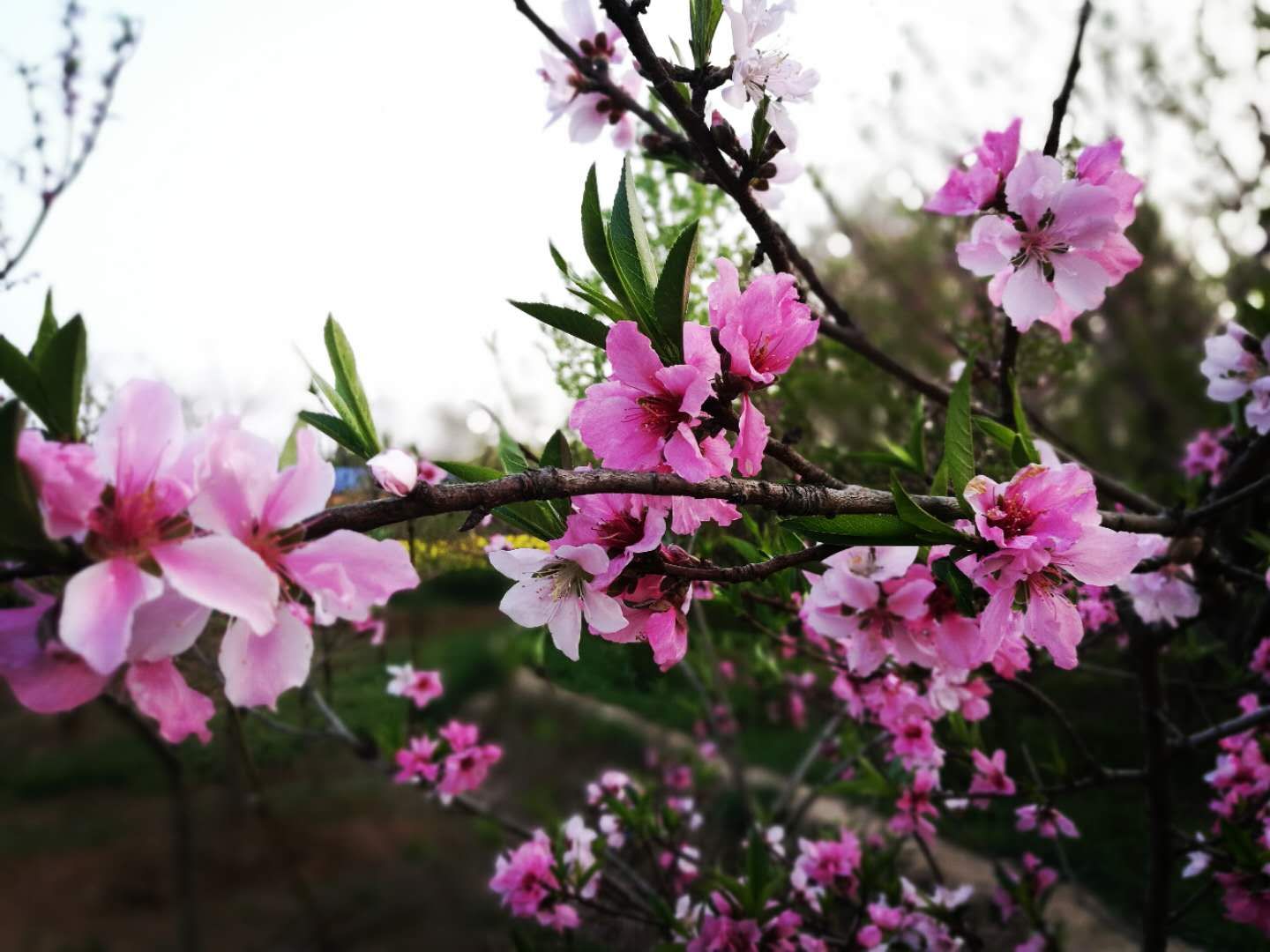 mmexport1576569586784.jpg mmexport1576569586784.jpg