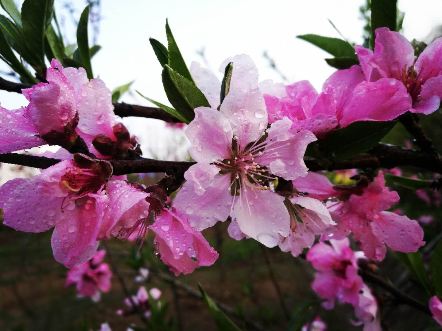 mmexport1576569596327.jpg mmexport1576569596327.jpg