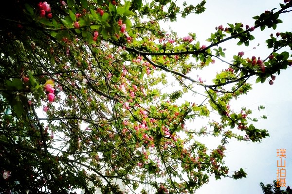 海棠2.jpg