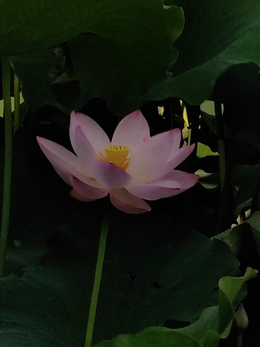 7B5C0CBC-B45B-4206-B9CE-D4D24B1C2B00.jpeg