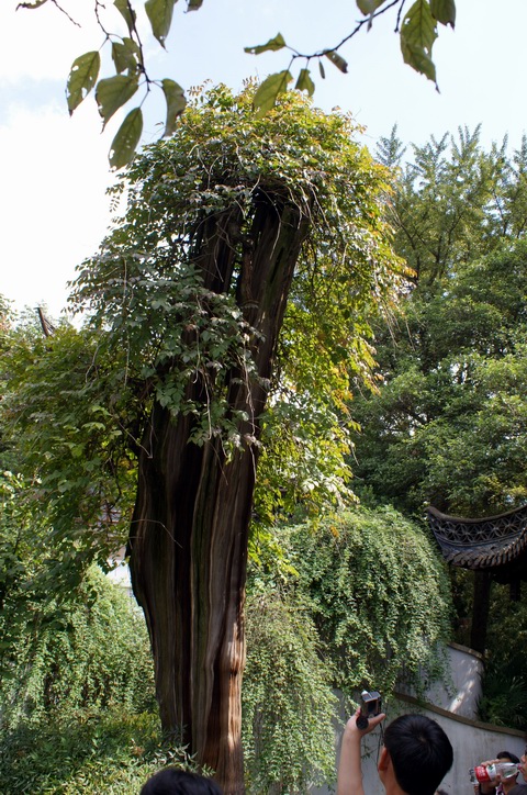 瘦西湖Slender West Lake