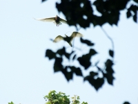 2012.05.06-今春龍湖鷺鳥