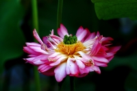 龍湖公園拍荷花