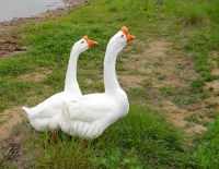 大白鵝