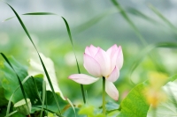 2012.07.07-潘集后湖轉(zhuǎn)了轉(zhuǎn)