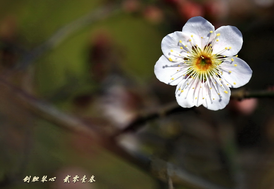 三月三日氣象新,淮水岸邊多麗人……2013年的梅花