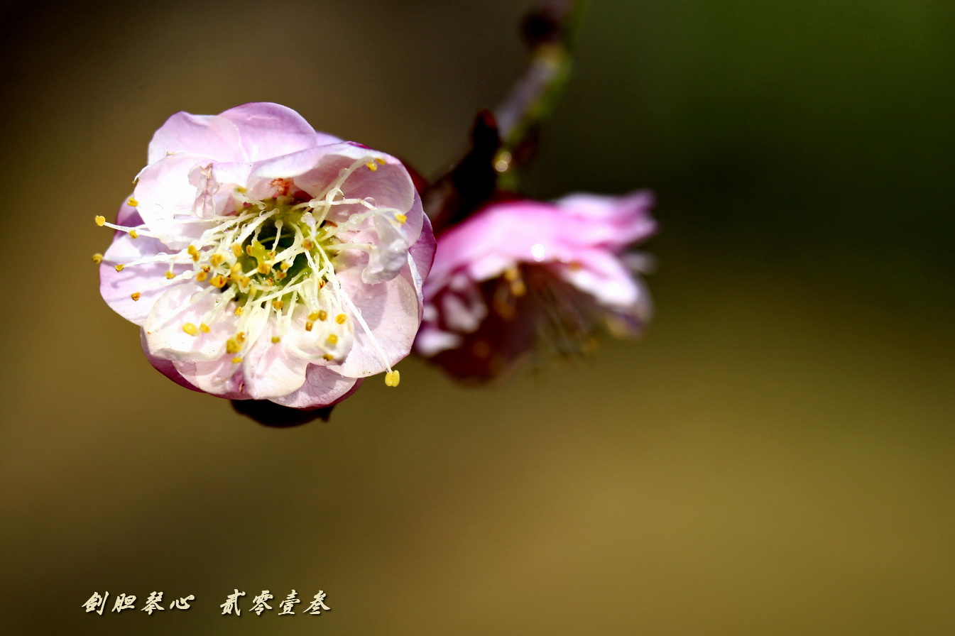 三月三日氣象新,淮水岸邊多麗人……2013年的梅花