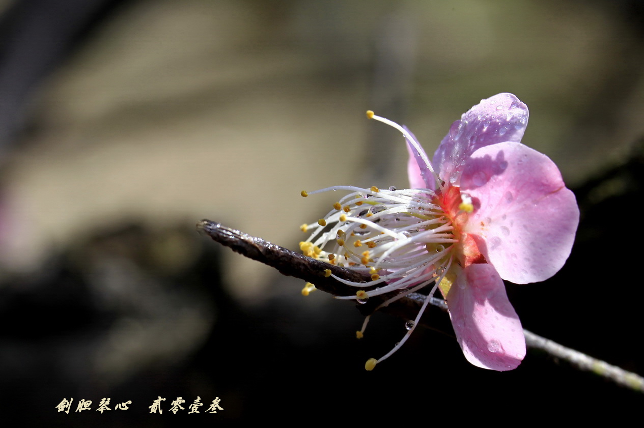 三月三日氣象新,淮水岸邊多麗人……2013年的梅花