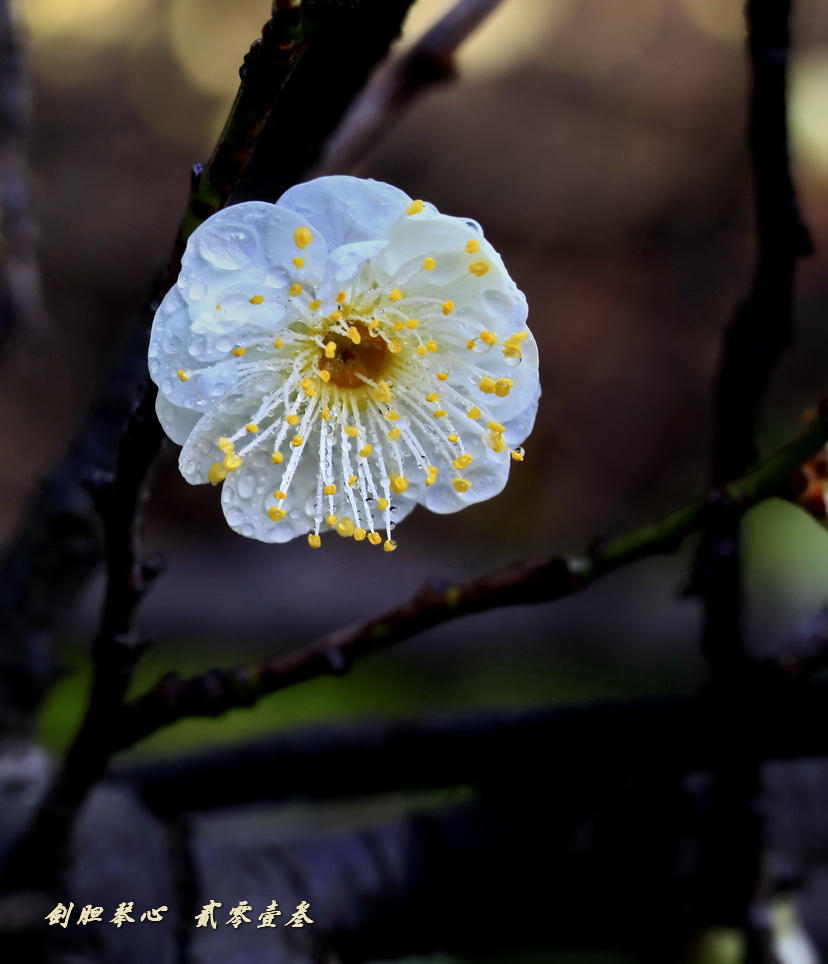 三月三日氣象新,淮水岸邊多麗人……2013年的梅花