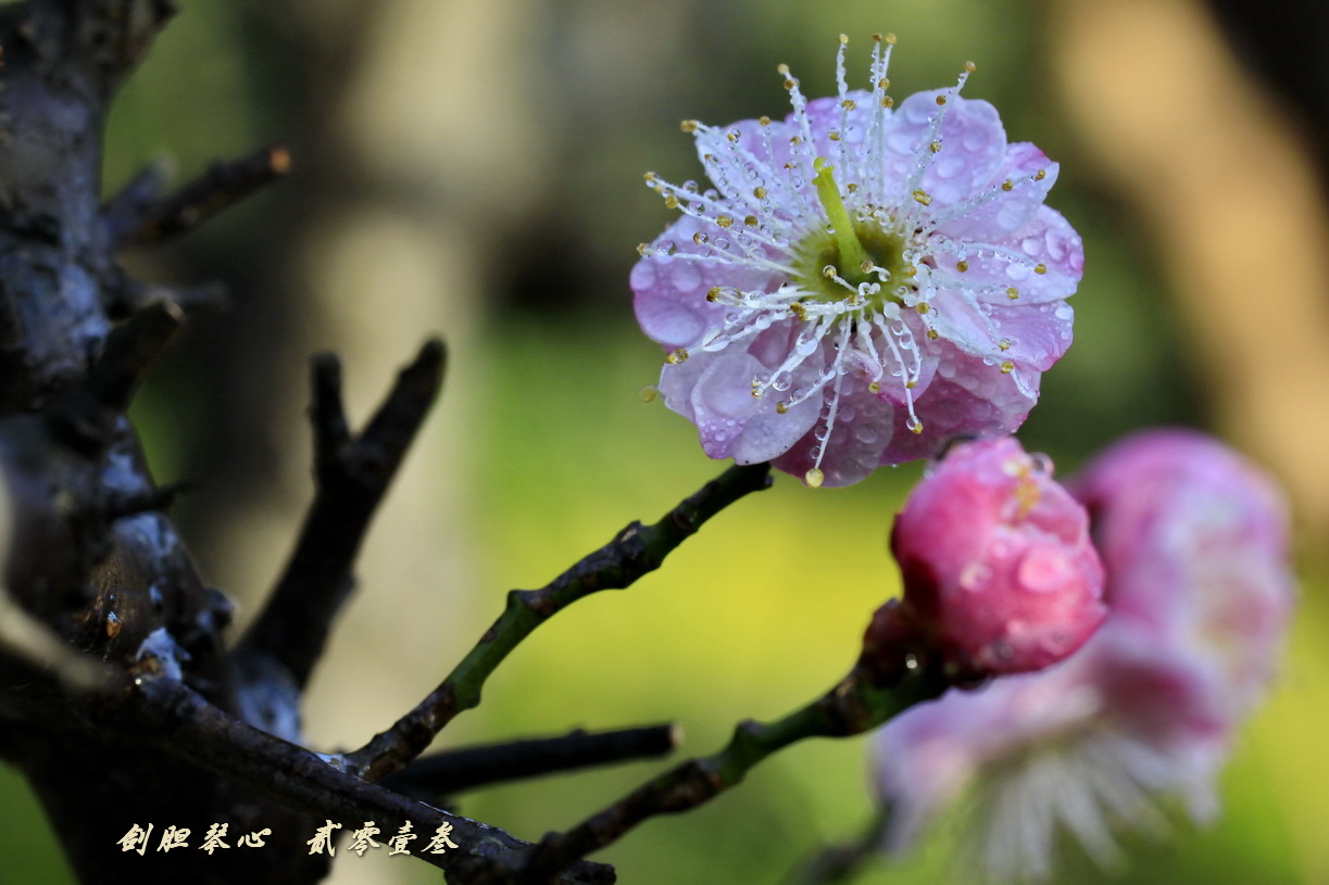 三月三日氣象新,淮水岸邊多麗人……2013年的梅花