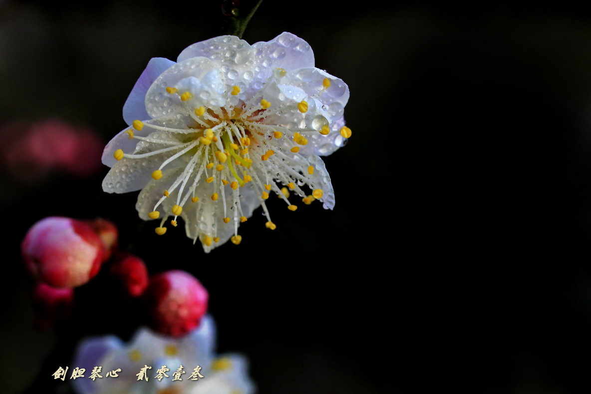 三月三日氣象新,淮水岸邊多麗人……2013年的梅花
