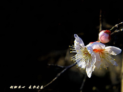 三月三日氣象新,淮水岸邊多麗人……2013年的梅花