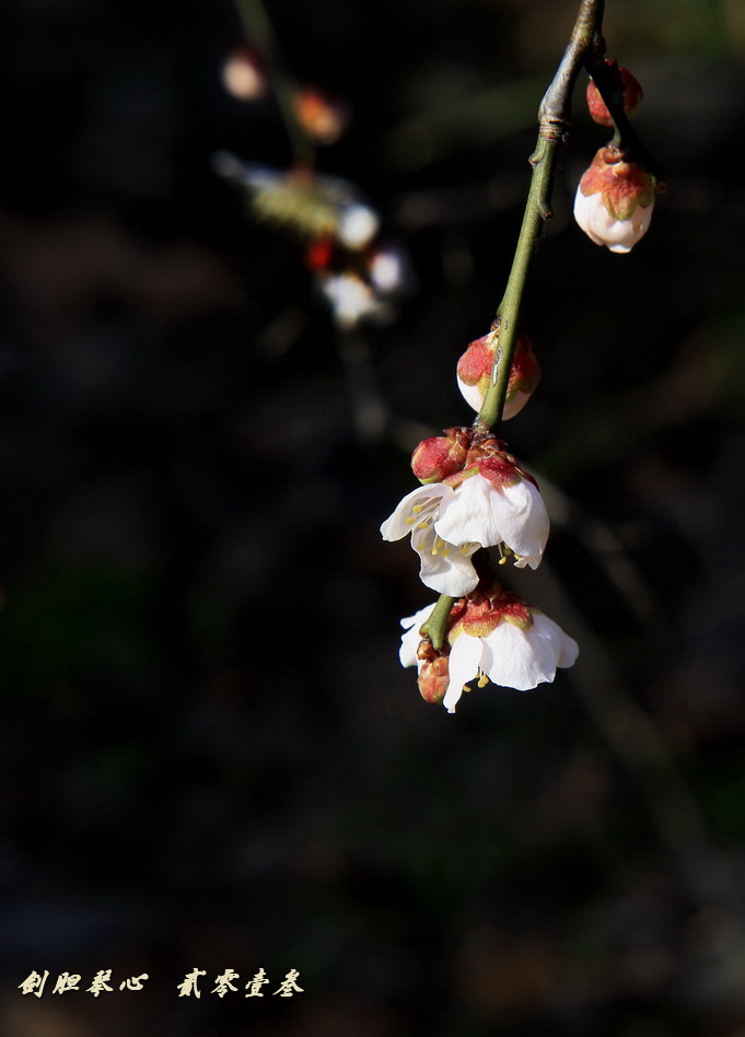 三月三日氣象新,淮水岸邊多麗人……2013年的梅花