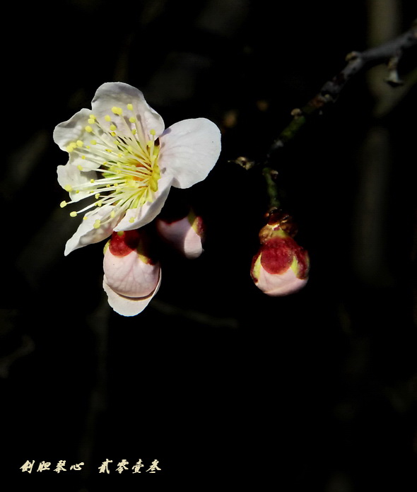 三月三日氣象新,淮水岸邊多麗人……2013年的梅花