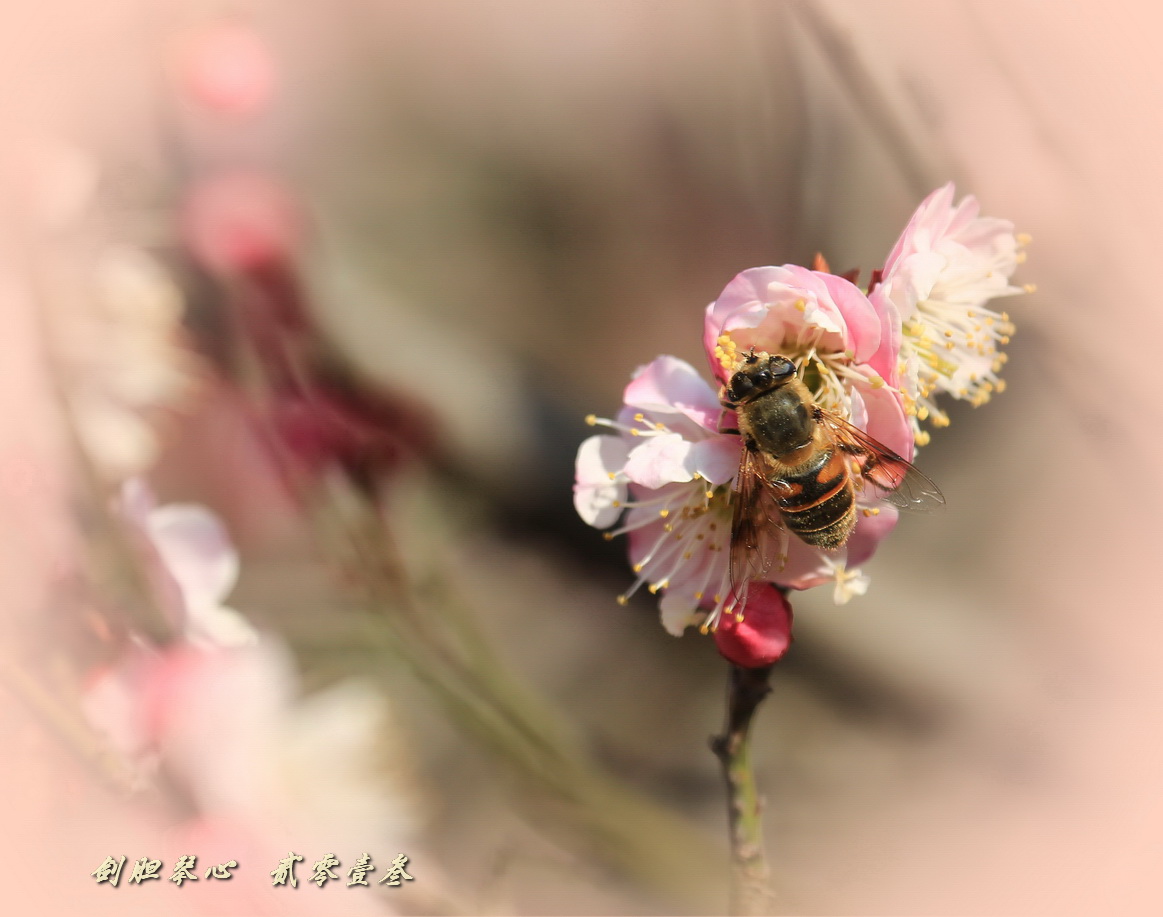 三月三日氣象新,淮水岸邊多麗人……2013年的梅花