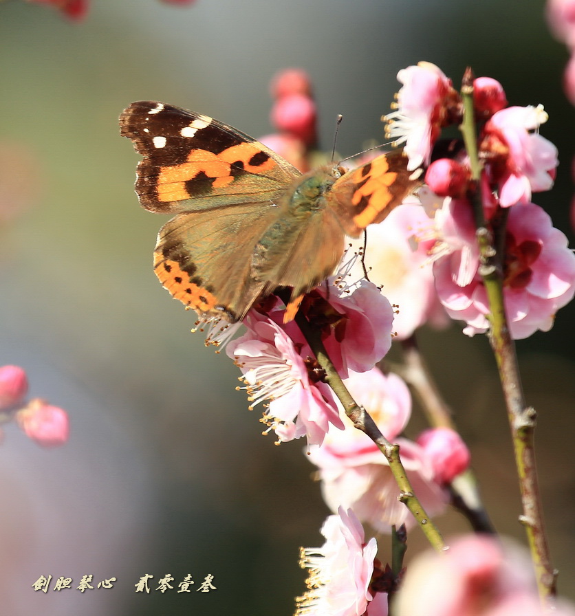 三月三日氣象新,淮水岸邊多麗人……2013年的梅花