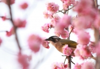 花鳥圖