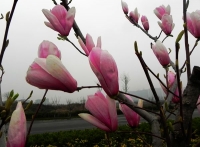 玉蘭花開