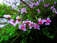 桃花一組